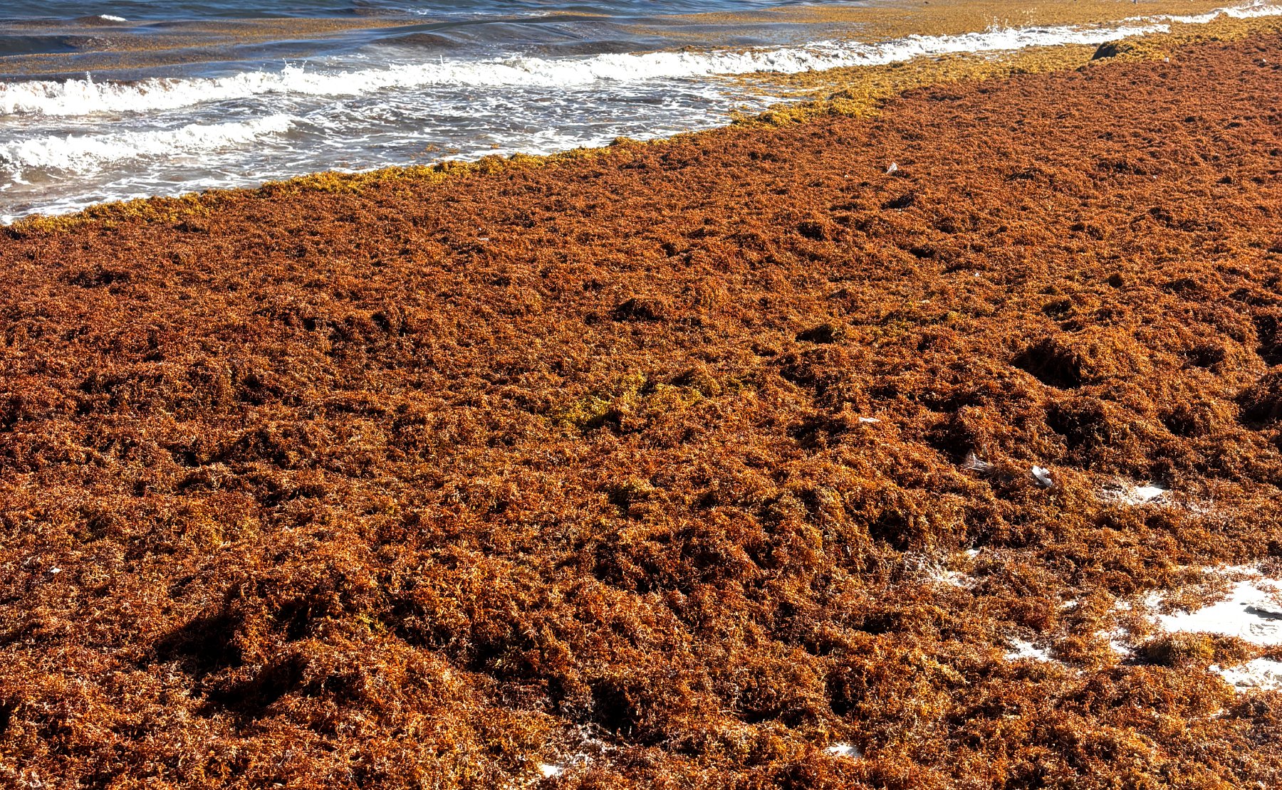 Sargassum seaweed covering a beach in Playa del Carmen during the 2026 red alert