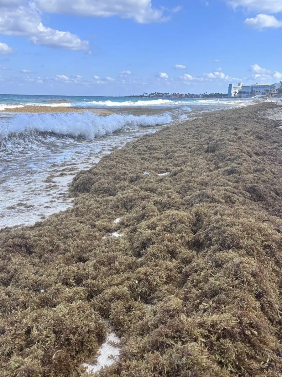 Heavy sargassum seaweed at Punta Nizuc beach, Cancún — March 25, 2026