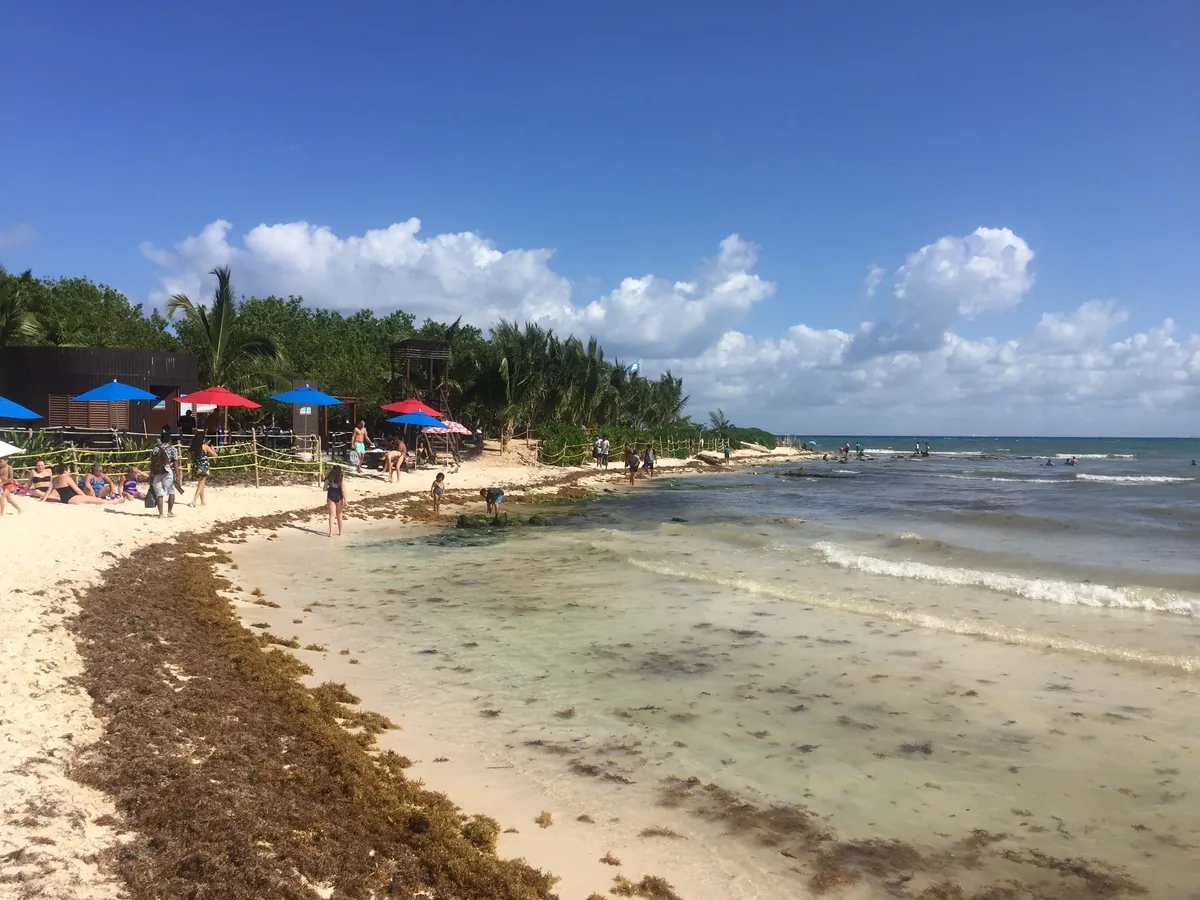 Sargassum seaweed washed up on Playa del Carmen beach with beachgoers and palm trees