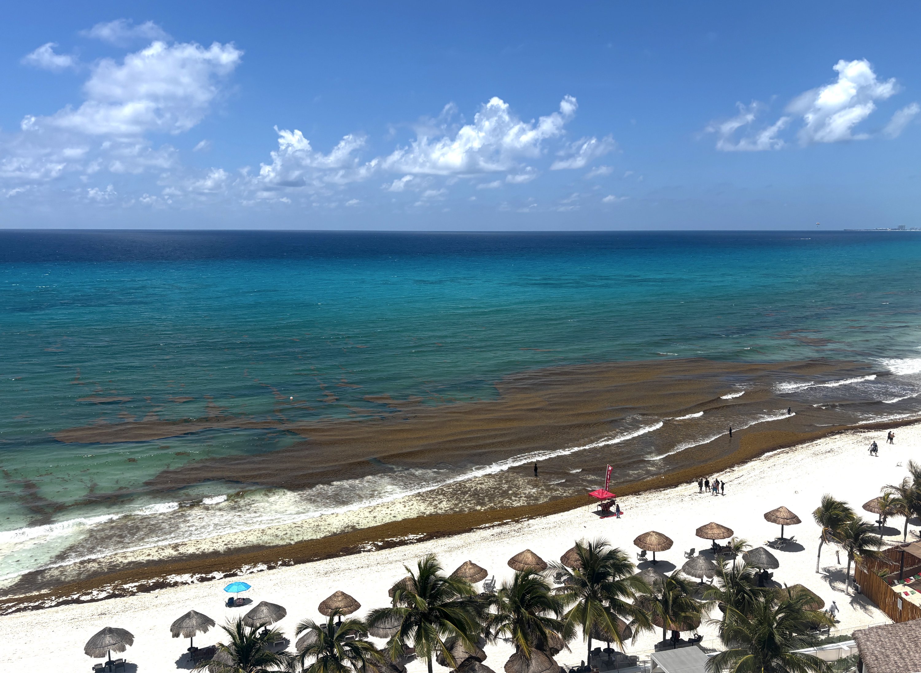 Brown sargassum seaweed washing onto a Caribbean beach in Mexico