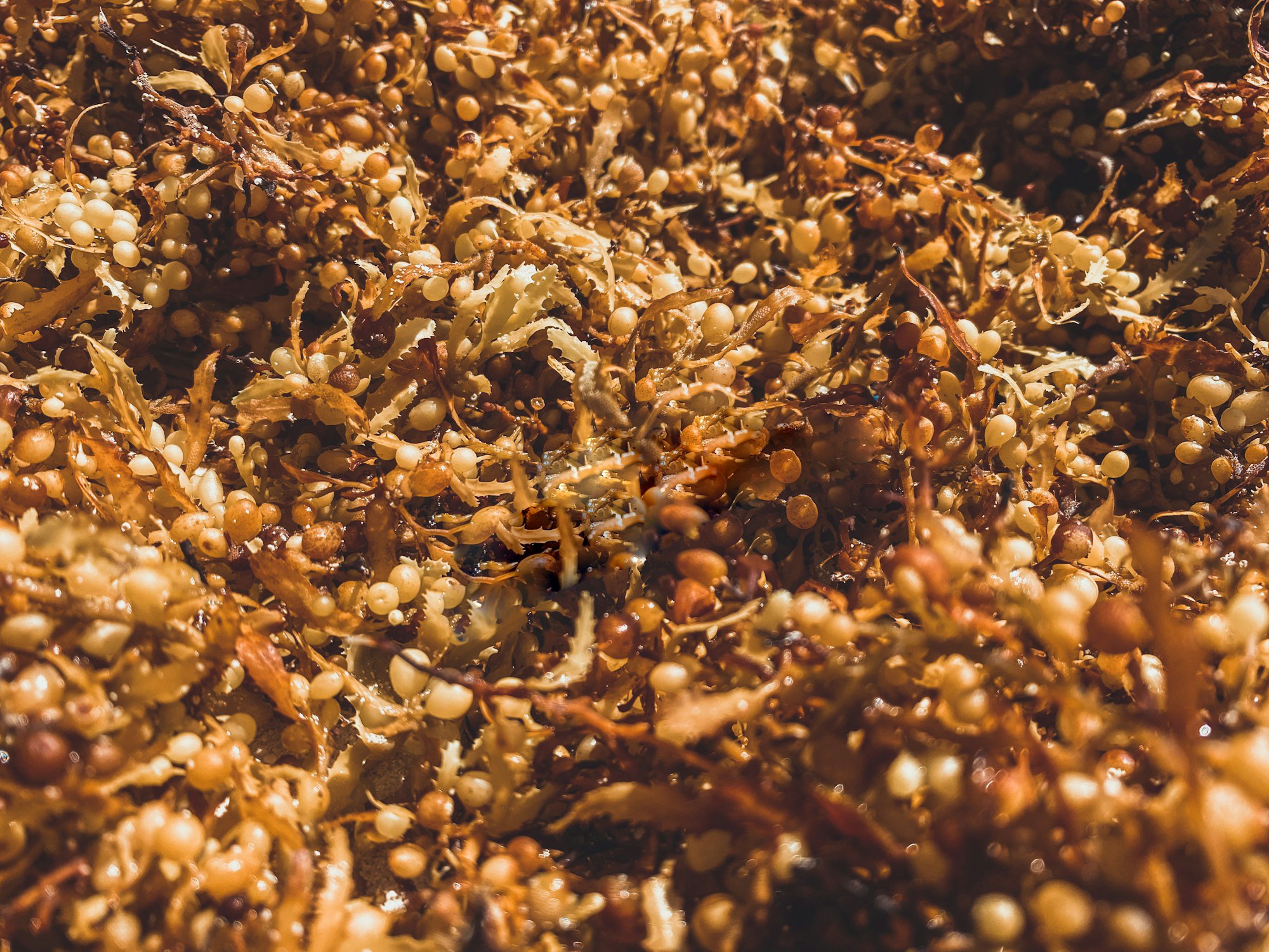 Aerial view of Caribbean coastline showing current sargassum conditions near Cancún in April 2026