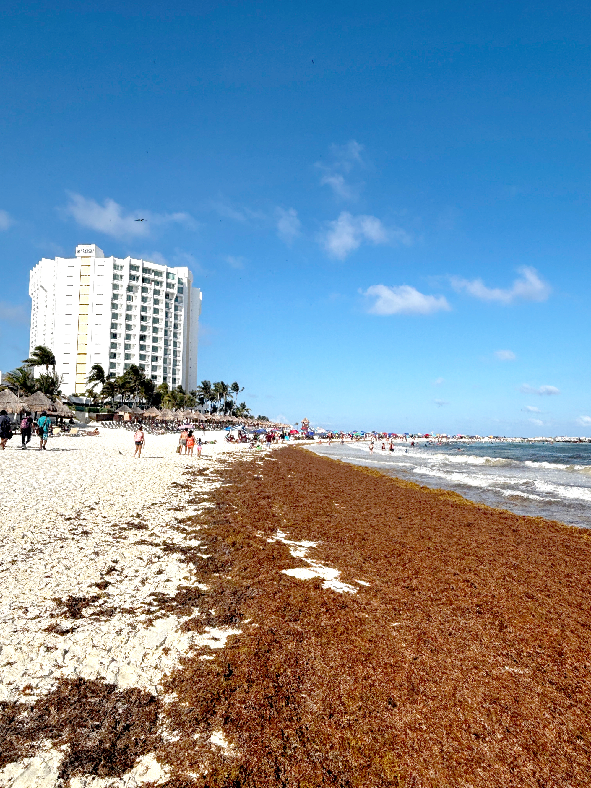 Sargassum seaweed washing onto a Mexican Caribbean beach in May